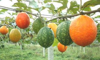 吃吊瓜会患病吗