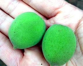 做梦吃玉瓜头,玉瓜头下的神秘食旅