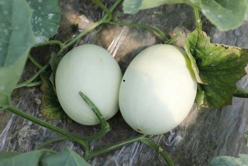 做梦吃玉瓜头,玉瓜头下的神秘食旅