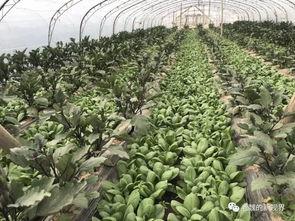 郓城黄河吃瓜,郓城黄河吃瓜体验之旅