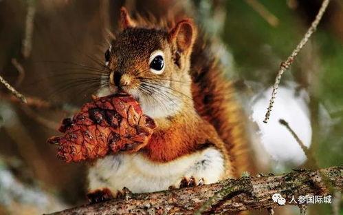 树底下吃瓜的松鼠,松鼠悠闲品瓜趣