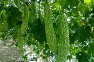 衢州人来了 吃瓜,揭秘“吃瓜”背后的文化现象