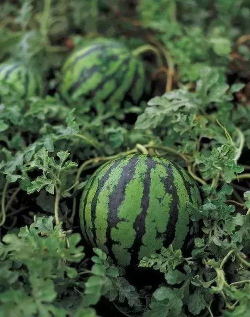 怎样吃丑瓜,解锁健康与美味的双重享受