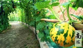 看瓜和吃瓜诗句大全,看瓜与吃瓜的诗意描绘