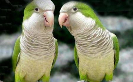 鹦鹉可以吃白瓜不,白瓜成为新宠