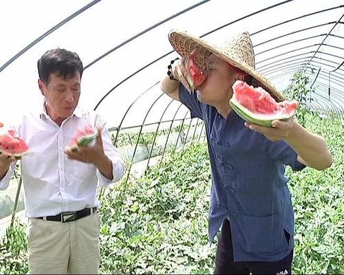 助农吃瓜大赛,助农吃瓜大赛欢乐盛启，共享丰收喜悦”