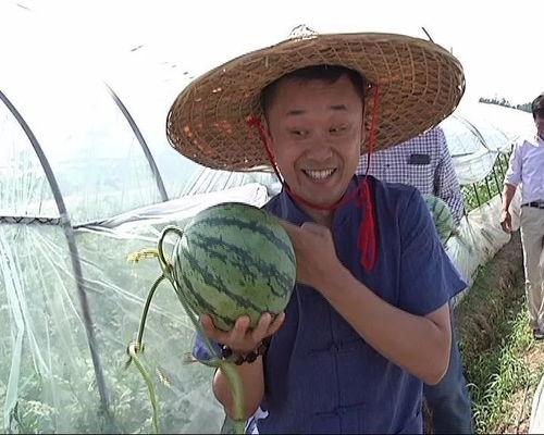 助农吃瓜大赛,助农吃瓜大赛欢乐盛启，共享丰收喜悦”