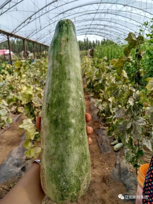 带你吃瓜四期,揭秘娱乐圈幕后故事与精彩瞬间