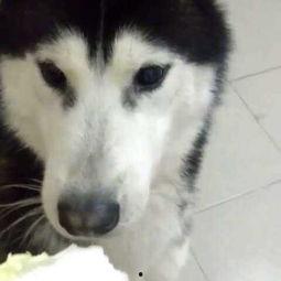 小狗吃白菜小瓜,小狗的白菜小瓜美食之旅