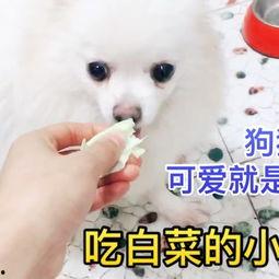 小狗吃白菜小瓜,小狗的白菜小瓜美食之旅