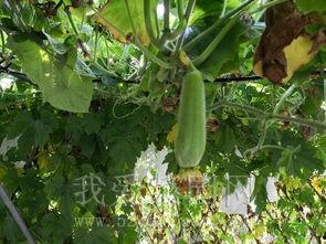 大学学校天台吃瓜,见证青春瓜语的秘密角落