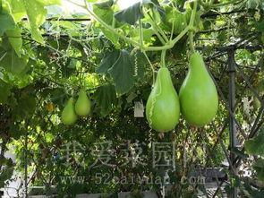 大学学校天台吃瓜,见证青春瓜语的秘密角落