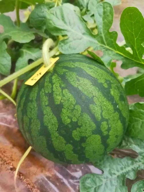 西瓜吃瓜翠,夏日消暑美食之旅