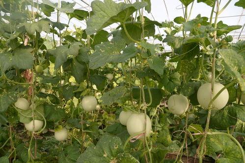 石狮凤凰城吃瓜