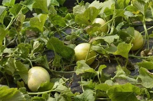 免费吃瓜的地方,畅享夏日清凉新去处