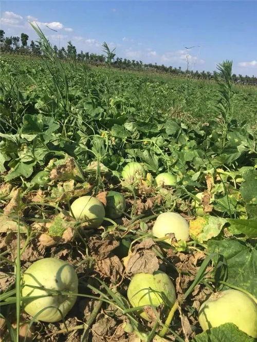 免费吃瓜的地方,畅享夏日清凉新去处