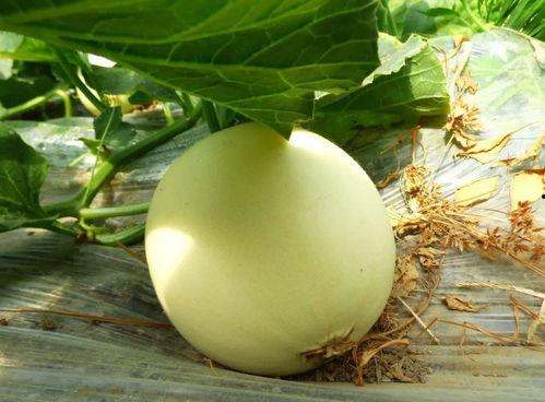 上蔡吃瓜比赛,吃瓜大赛欢乐上演