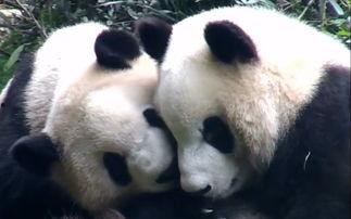 吃瓜熊猫酱,揭秘娱乐圈的甜蜜与苦涩