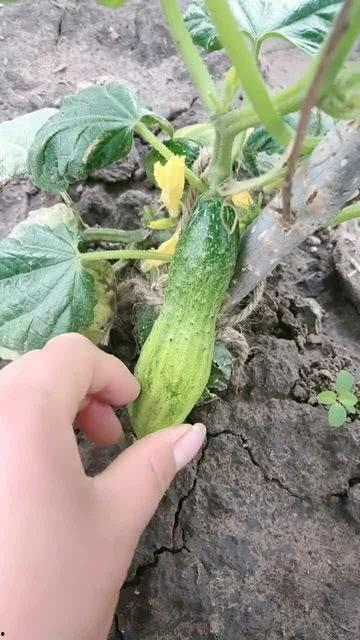 吃瓜不能什么都吃甜,甜蜜诱惑，并非全宜