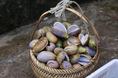 永泰吃瓜比赛,一场舌尖上的狂欢盛宴