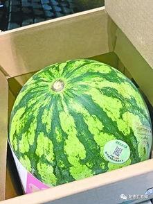 武汉的吃瓜,探寻这座城市的美食奥秘