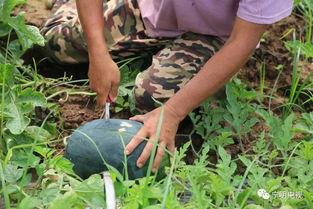 摆摊群众吃瓜视频