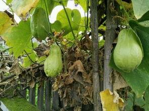 燃烧吃瓜记,一场夏日狂欢的美食之旅