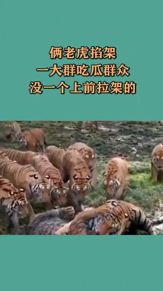 大老虎吃瓜视频,揭秘动物界的趣味瞬间