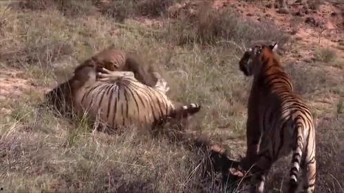 大老虎吃瓜视频,揭秘动物界的趣味瞬间