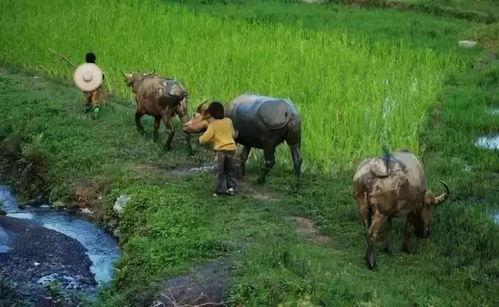 农村许半夏养猪吃瓜,瓜田飘香农村新篇章