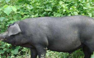 农村许半夏养猪吃瓜,瓜田飘香农村新篇章