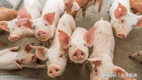 农村许半夏养猪吃瓜,瓜田飘香农村新篇章