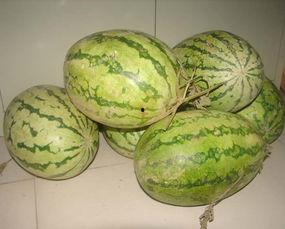 洛洛吃新西兰瓜,探寻异国美味瓜果的奇妙之旅