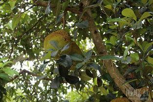 爬上树吃瓜,一场别开生面的攀树盛宴