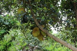 爬上树吃瓜,一场别开生面的攀树盛宴