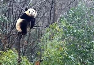 爬上树吃瓜,一场别开生面的攀树盛宴