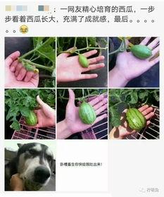 吃宠物的瓜,揭秘吃宠物的惊人真相与争议