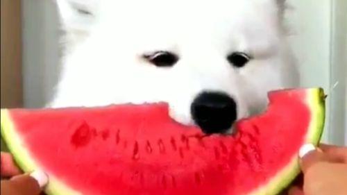 吃宠物的瓜,揭秘吃宠物的惊人真相与争议