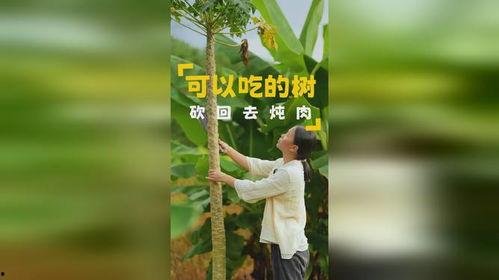 吃瓜吃到树,吃瓜群众也能成为“树”级高手