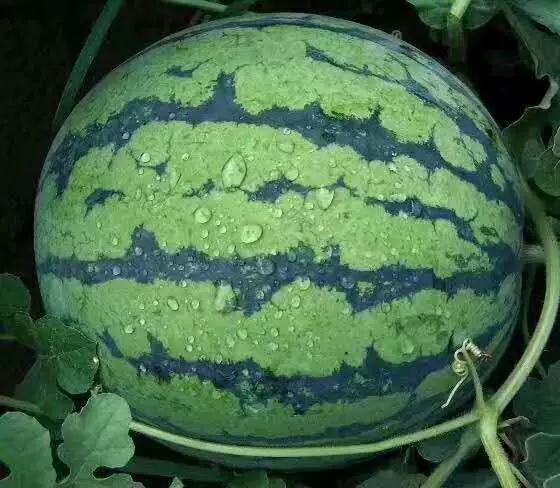 吃瓜集赞,见证网络时代的“吃瓜”狂欢