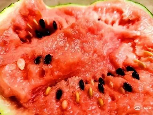 武威吃瓜,一场全民参与的夏日狂欢盛宴