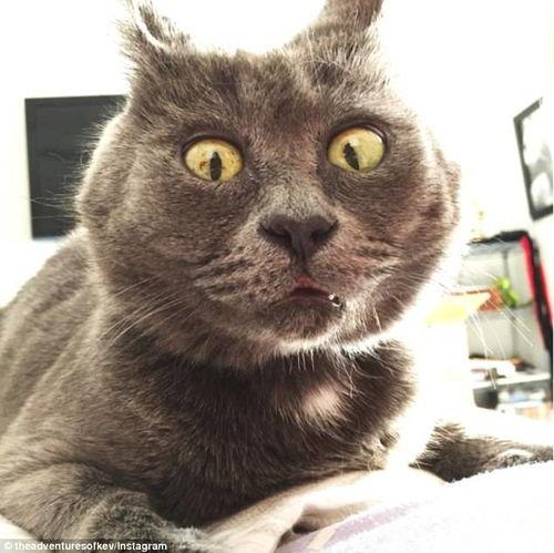 小猫吃瓜头像,小猫吃瓜头像萌态百出