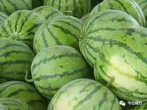 西瓜新鲜瓜怎么吃,这样吃最过瘾！