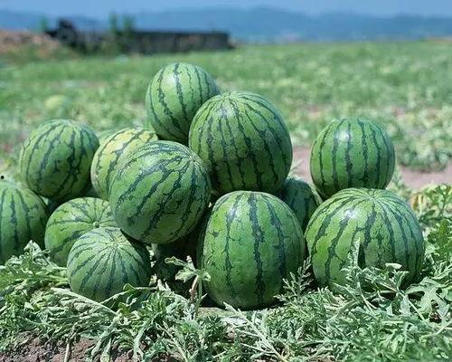 五百哥吃瓜合肥,揭秘当地美食与趣闻