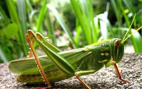 蝈蝈吃熏瓜,蝈蝈的美食之旅