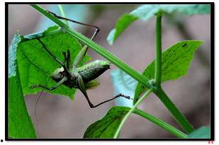 蝈蝈吃熏瓜,蝈蝈的美食之旅