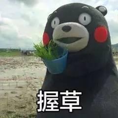 熊本熊吃瓜