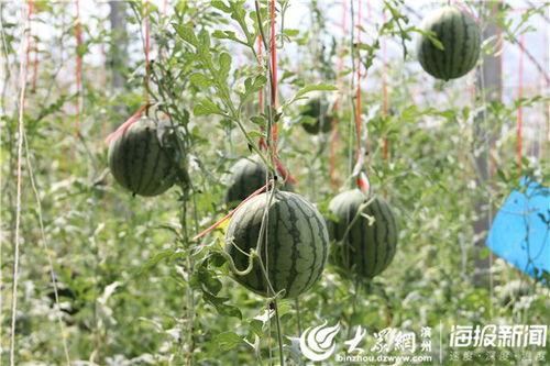 西南林业吃瓜视频