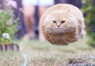 吃瓜猫咪文案短句搞笑