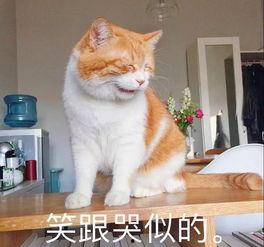 吃瓜猫咪文案短句搞笑